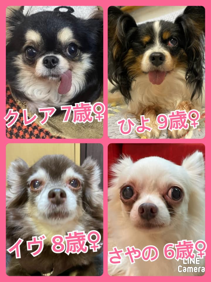 🐾今日の里親様募集中ワンコ🐶メンバーです🐾2021,3,15